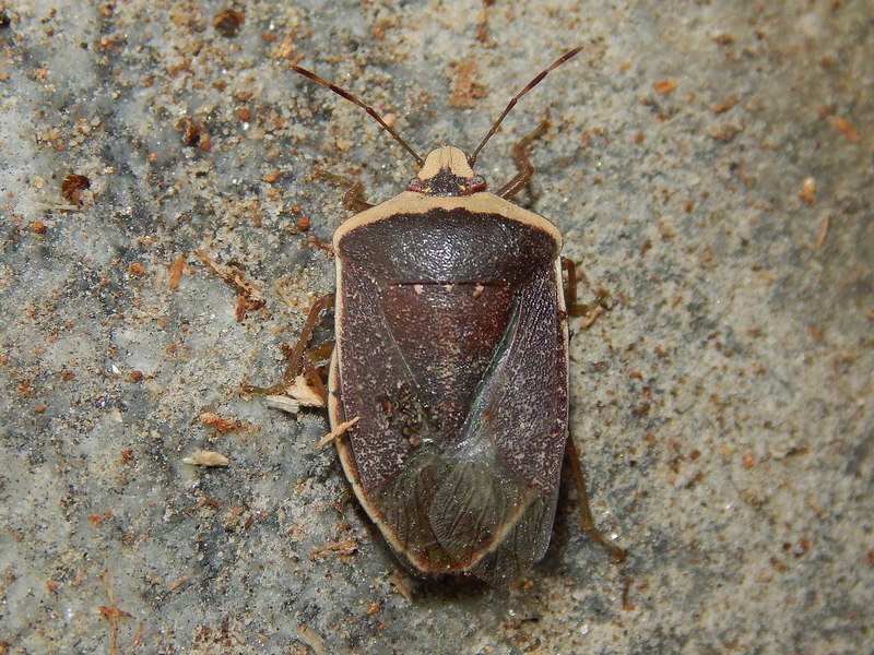 Pentatomidae: Nezara viridula f. torquata della Lombardia